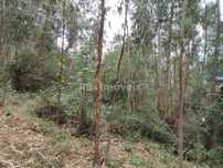 Eucaliptal com 3800m² - Serra de Santa Catarina, Ferreira do Zêzere