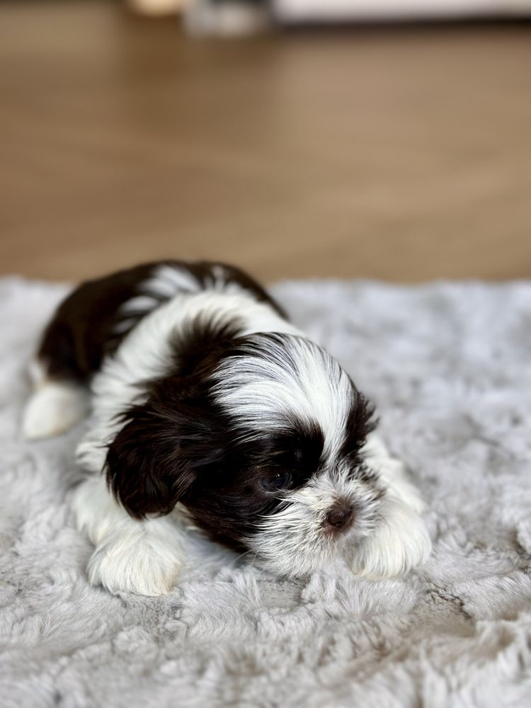 Shih Tzu szczeniak biało-czekoladowy hodowla rodowód