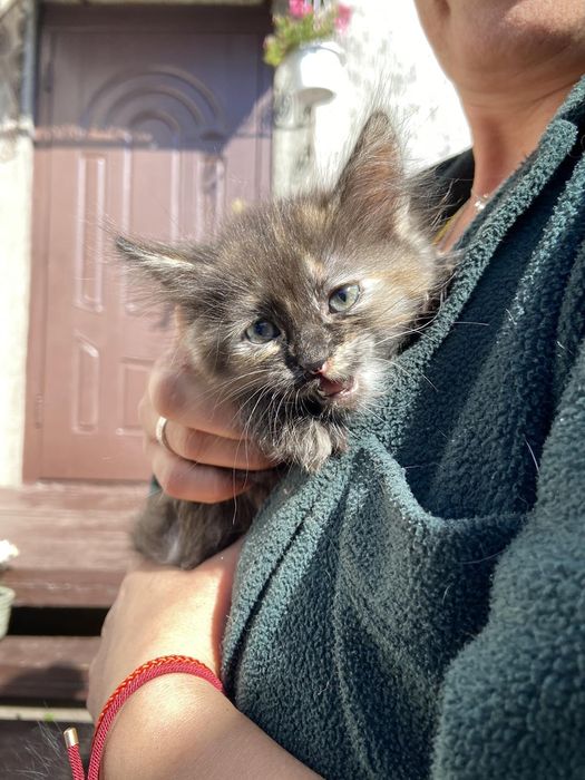 Кошенята/котята шукають дім та люблячу родину
