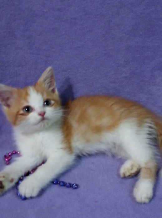 Шотландский породистый котенок,Золотой шиншилла,Красный Мрамор!