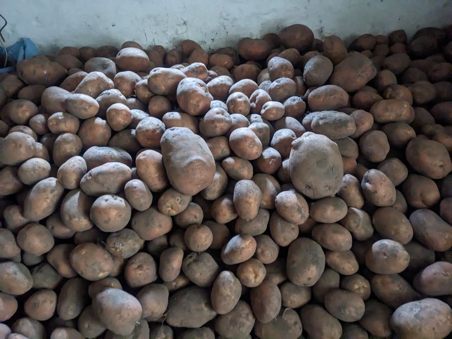 Картопля  сорт Белла Росса