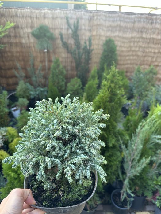 Гарні кущіки Міріам Даніка