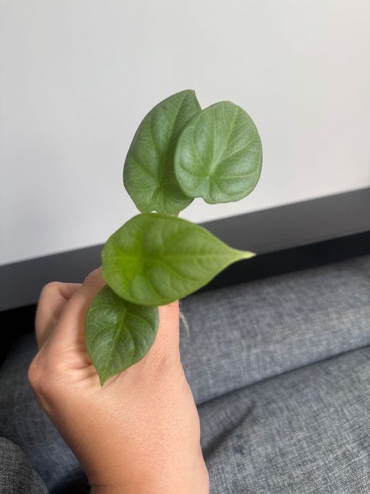 Alocasia Alokazja silver Dragon 2 sadzonki matecznik Variegata