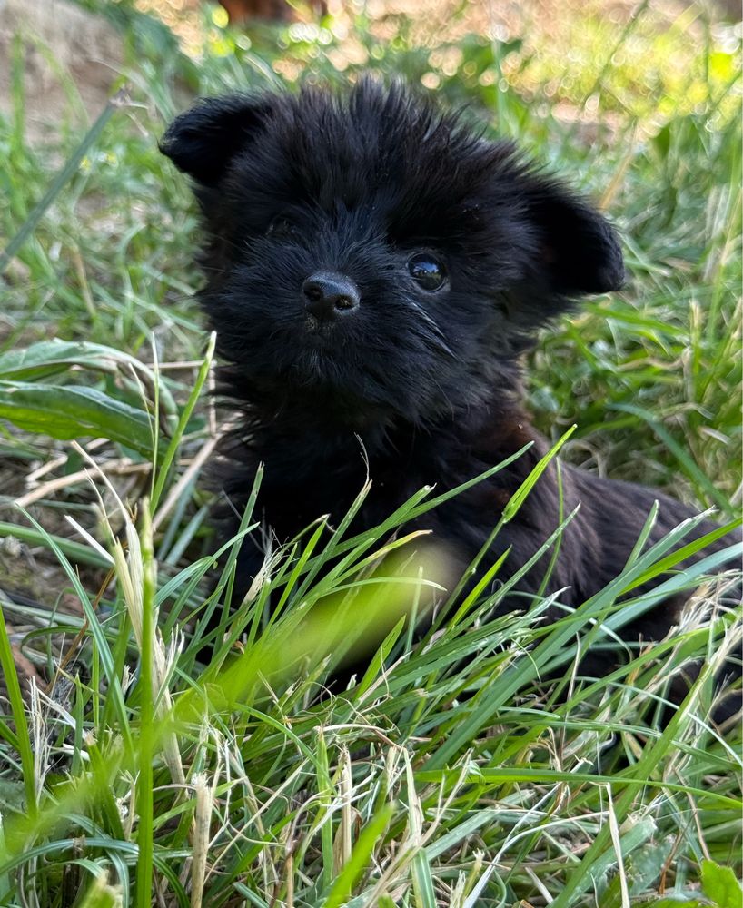 Czarny piesek ELVIS Yorkshire Terrier