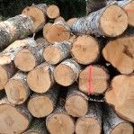 Porabane pociete sezonowe drewno Klodawa i okolica