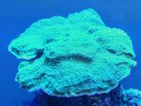 Koralowiec Montipora talerzowa zielona