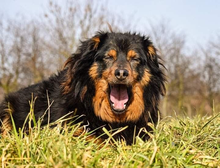 Ta piękna i spokojna sunia szuka swojego nowego Domku!