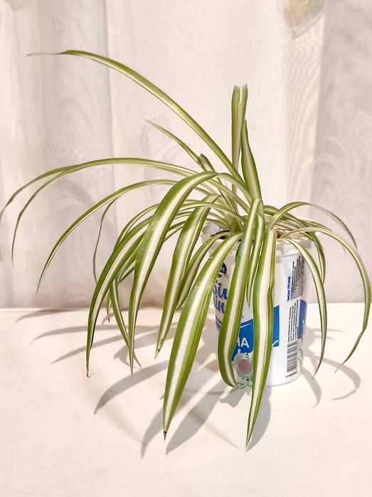 Хлорофітум Чубатий