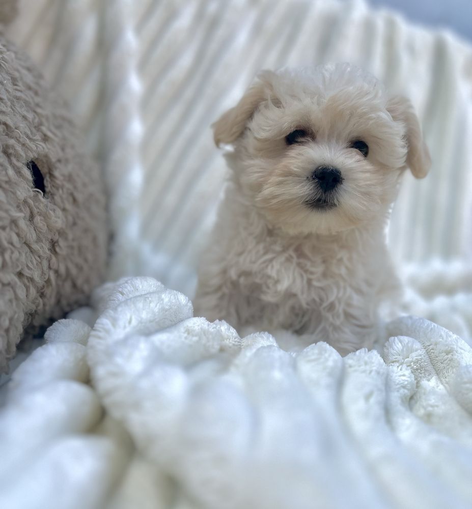 Hawańczyk -Havanese