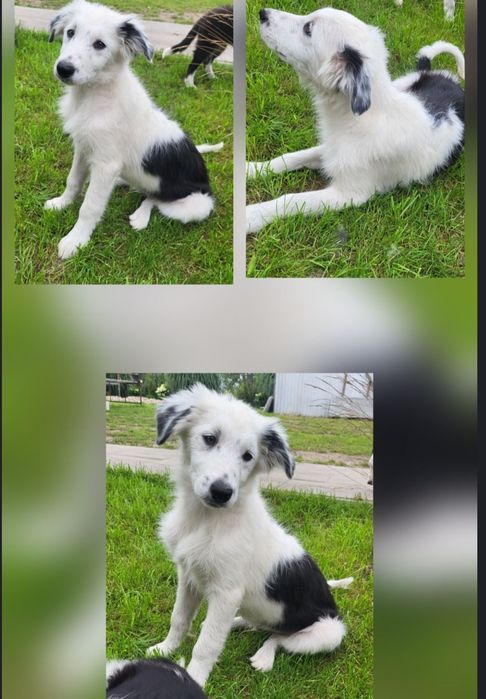 Border Collie- szczeniaczek, Zen- chip, rodowód, WKU, PPK