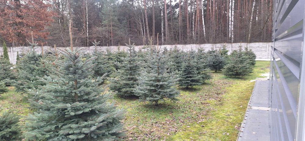 Choinki Świerki Srebrne Cięte I W Doniczkach
