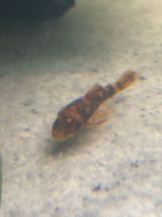 Zbrojnik glonojad Ancistrus sp CALICO