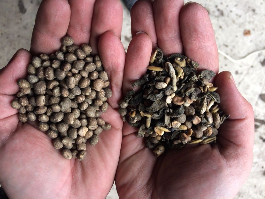 Czyszczalnia do zboża 5t Wialnia Separator do Zboża Proszkowo Malowany