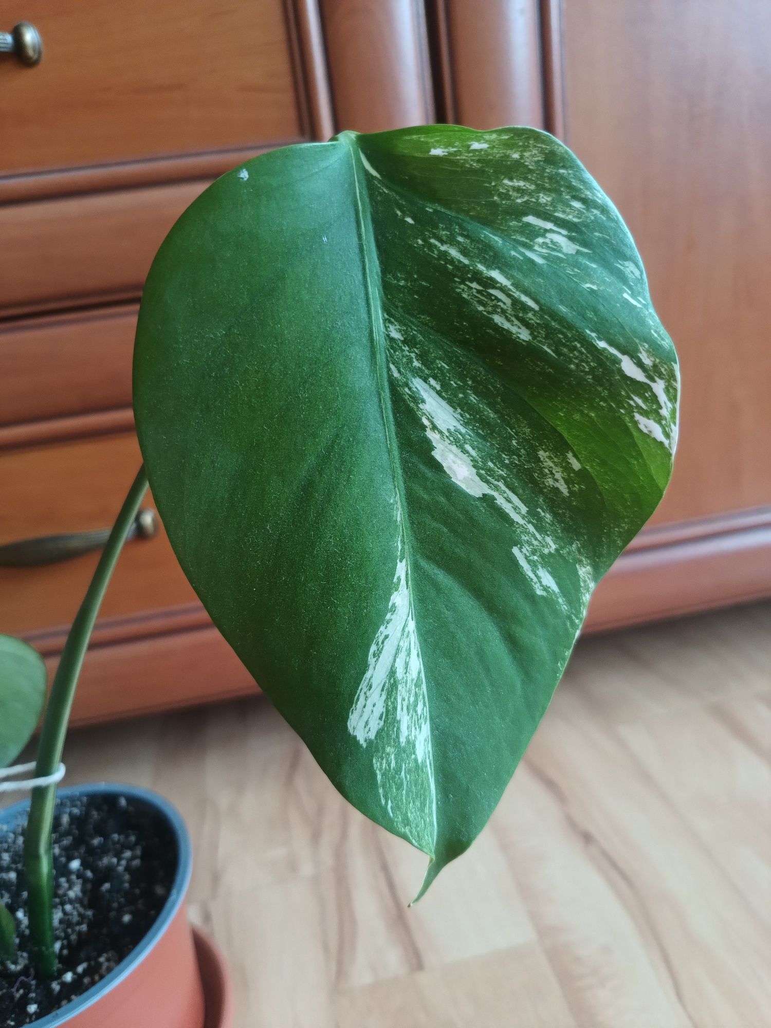 Monstera dziurawa variegata kolekcjonerska