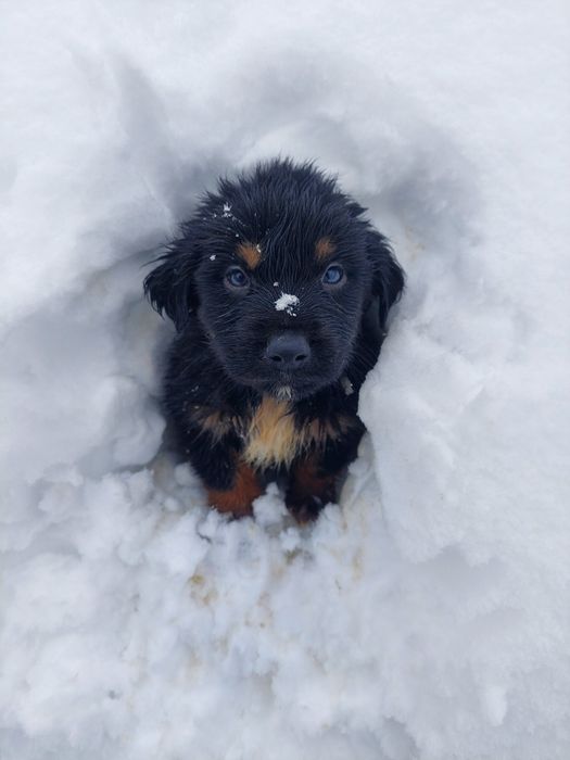 Szczeniak golden aussie golden retriever x owczarek australijski