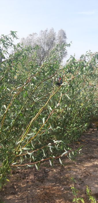 Klon ginala z gruntu