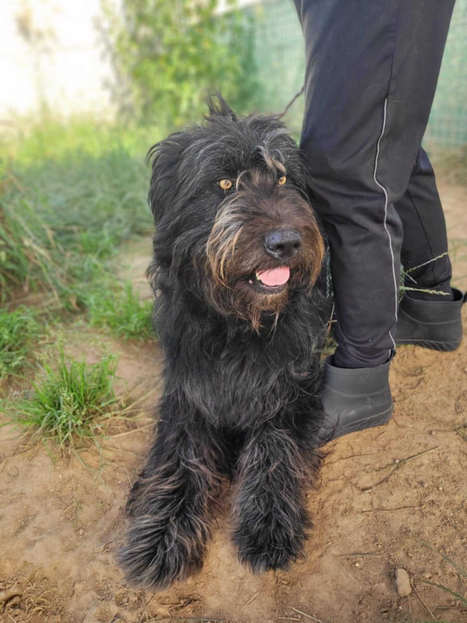 Przyjazny BRYTAN w typie owczarka briard szuka domu !!