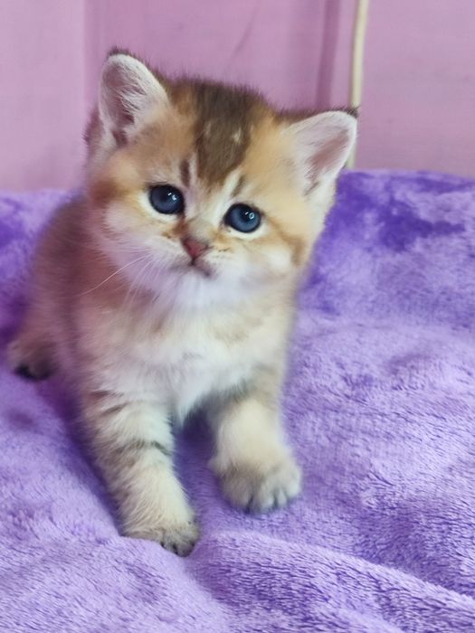Шотландский котята