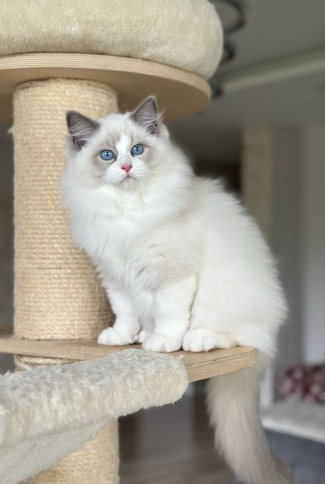 Śliczny kocurek ragdoll hodowlano wystawowy FIFE Fpl