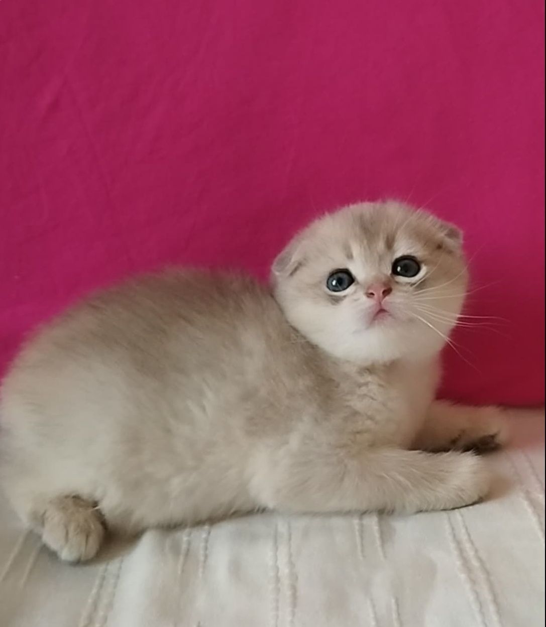 Ніжний хлопчик шотландска золота шиншила