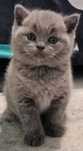 British Shorthair blue Fêmea