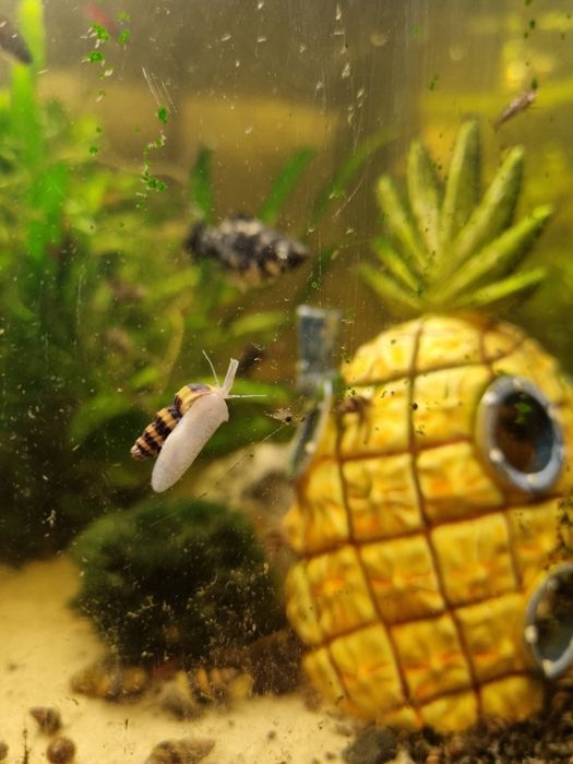 Ślimak Helenka pogromca niechcianych ślimaków w akwarium