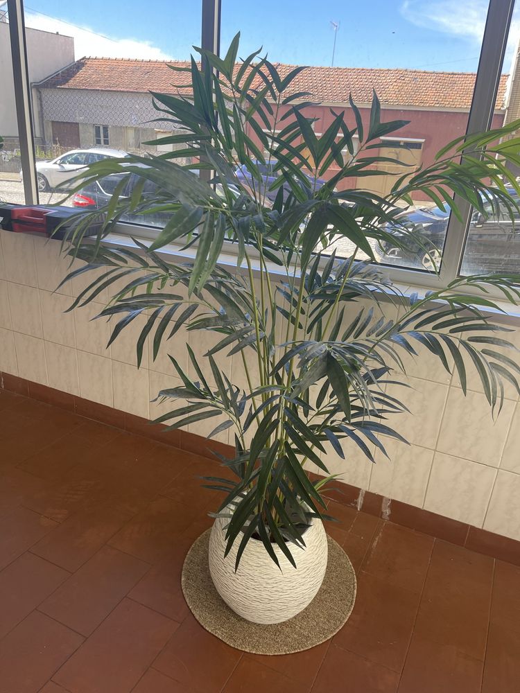 Vendo planta com vaso incluido