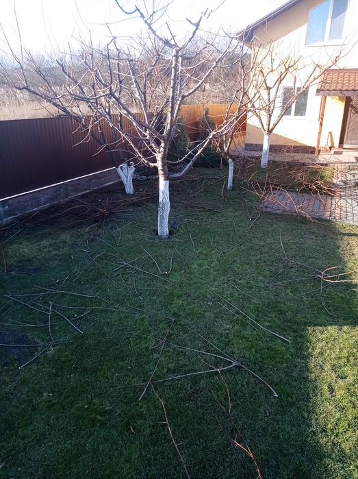 Формування дерев. Стрижка рослин. Обрізка плодових дерев