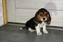 piękny piesek rasy Beagle umaszczenie tricolor  z pierwszego miotu
