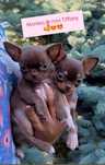 Miniaturowa czekoladowa mini xxs dziewczynka chihuahua!