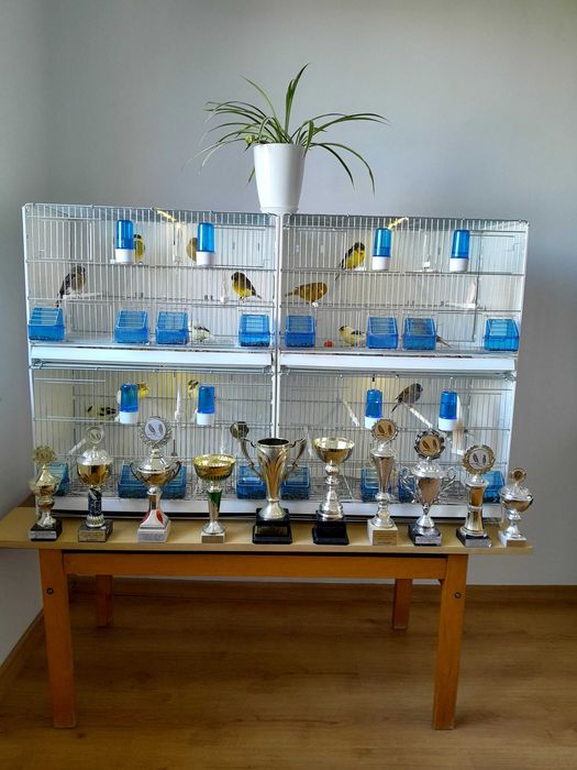 Sprzedam kanarki glostery,  samce I samice z koroną i bez 2025 roku.