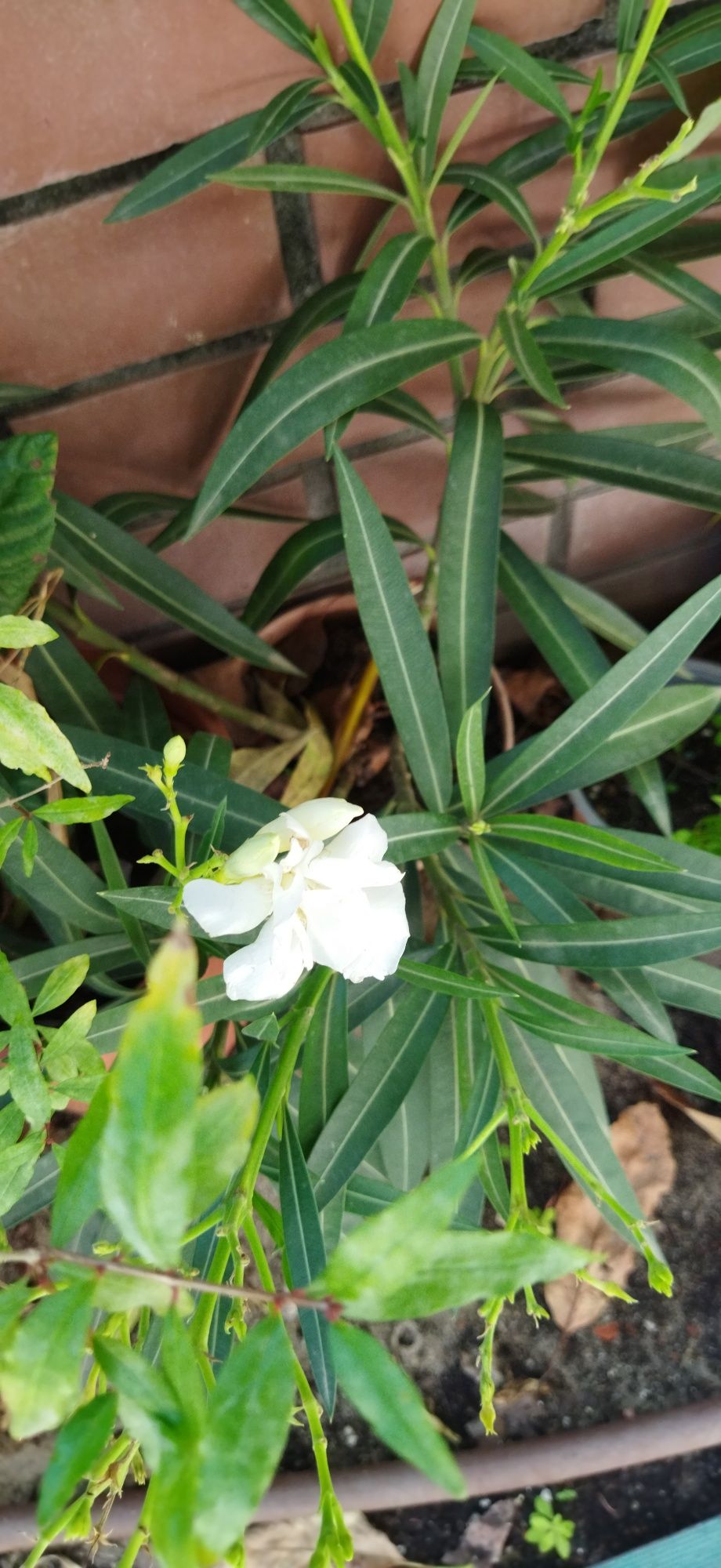 planta Olendro exterior