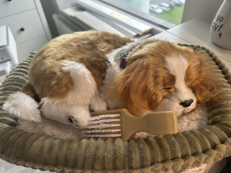 Zabawka cavalier spaniel + łóżko + szczotka nowy