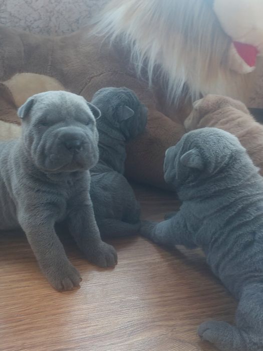 Чудесные щенки шарпея голубого окраса.