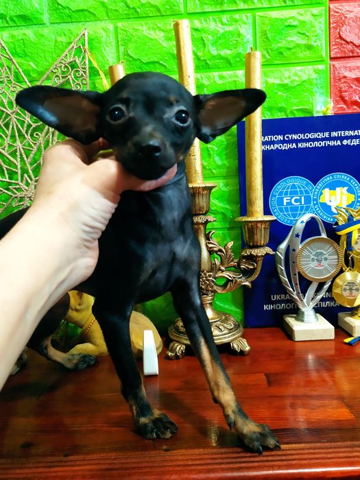 Красивый ч/п мальчик! Мини! 6мес. ОтЧемпионов! Док.КСУ,чип,полн.привит