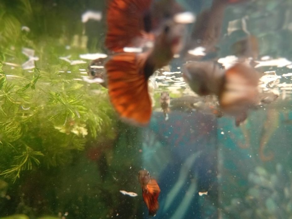 Troco guppys por Molly