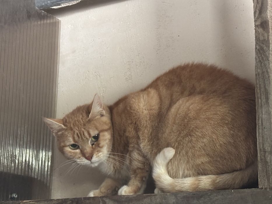 Mela szuka nowy domek