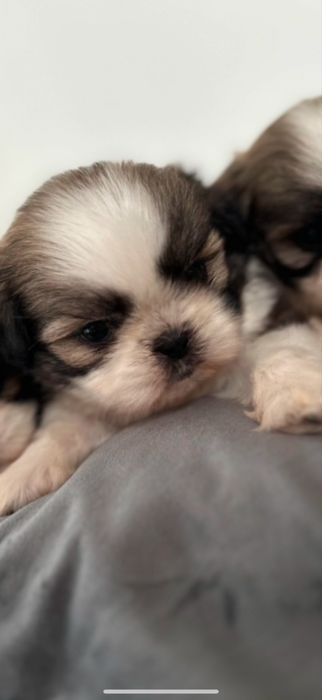Piesek Shih-Tzu z rodowodem