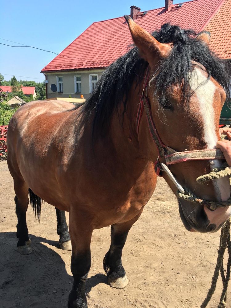 Klacz zimnokrwista 3 lata