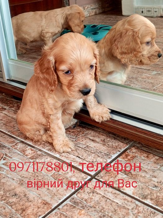 Сміливі та віддані, спанієлі грайливі та веселі подарують море емоцій.