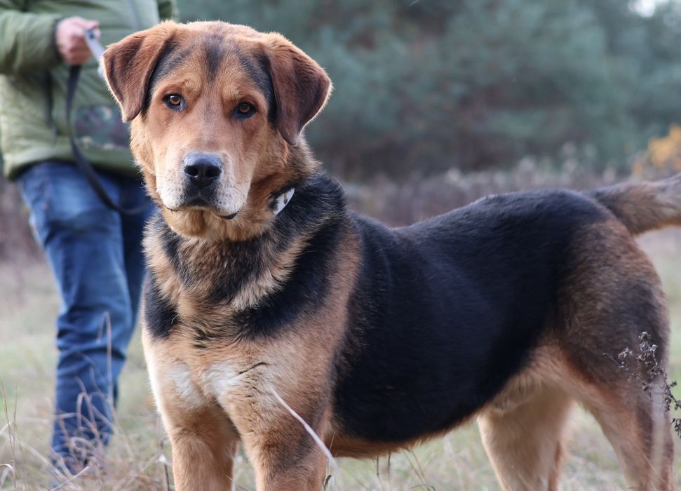 Piesek do adopcji RUFUS