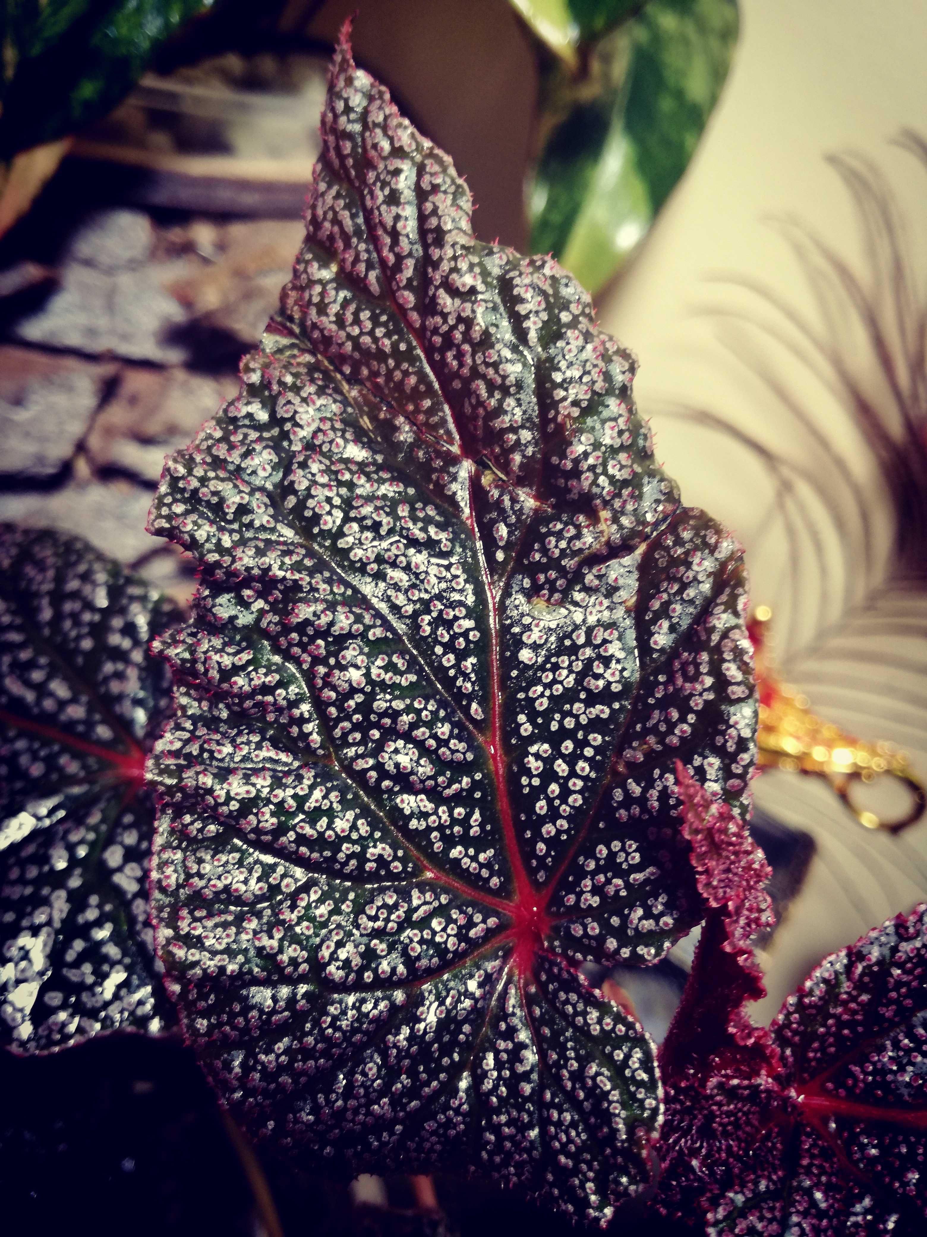 Begonia sp. NOID pink violet piękna gwiezdna jak monstera philodendron