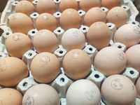 Яйцо для инкубации от птицефабрики
