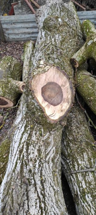 Orzech włoski pień