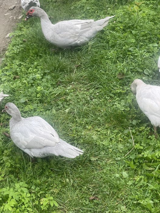 Качки шипуни лавандові, вік 6 місяців