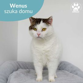 Łagodna kotka do adopcji! Poznajcie Wenus!