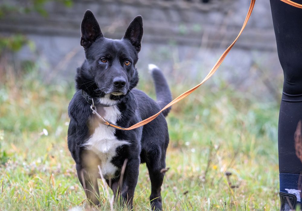 Max - 7 letni, wpatrzony w człowieka chłopak szuka domu!