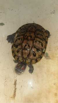 Красноухая черепаха взрослая