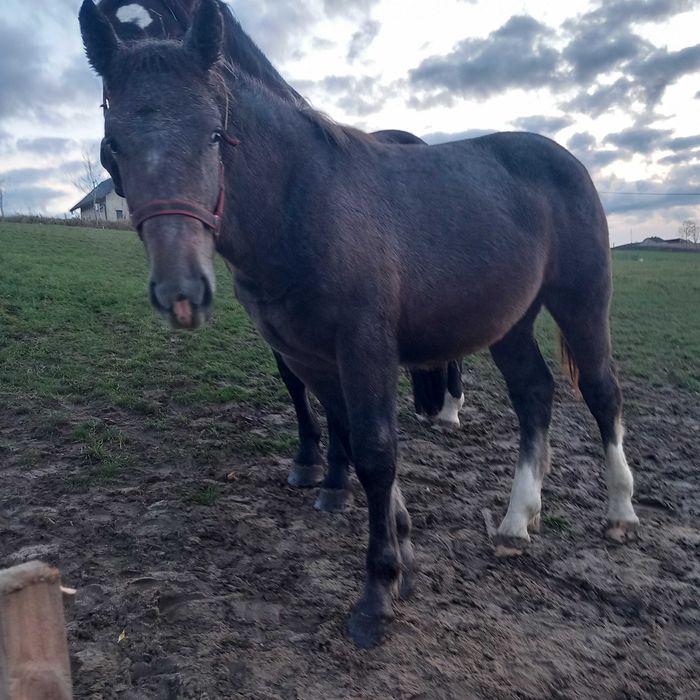 Ogier/ ogierek zimnokrwisty