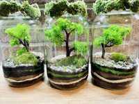 Las w szkle bonsai w słoiku dzień nauczyciela prezent